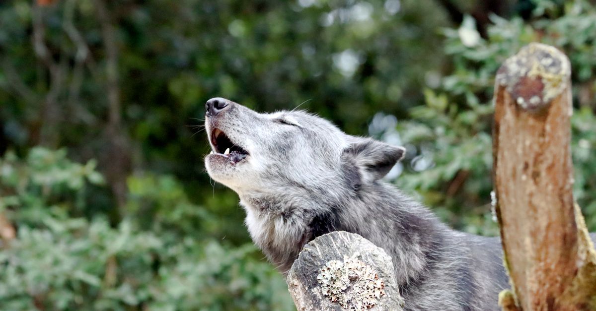 A majestic gray wolf howls in a forest, showcasing its natural habitat and behavior.
